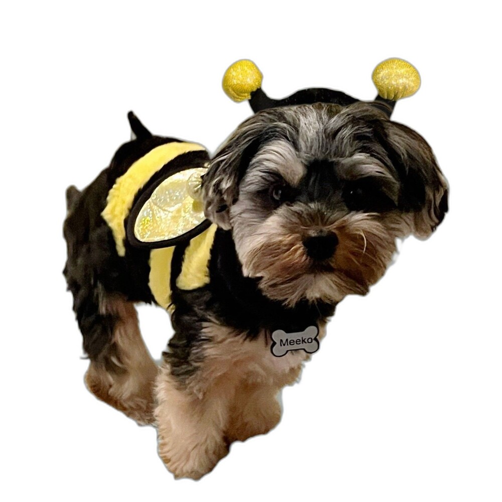 Bumble Bee Dog Halloween Costume by Pup Crew Yellow/Black Size XS/S